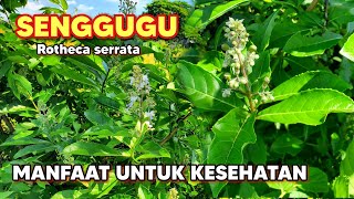 MANFAAT SENGGUGU UNTUK KESEHATAN ‼️ Rotheca serrata  Clerodendrum serratum senggugu srigunggu [upl. by Durrell]