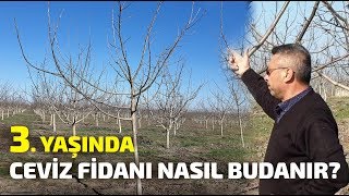 3 Yaşında Ceviz Ağacı Nasıl Budanır Azerbaycan [upl. by Heimer556]