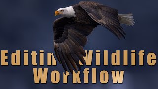 My Wildlife Photography Workflow  Postprocessing Wildlife Photography [upl. by Teodor]