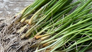 Grow BIG ONIONS from seed Part 2 seedling maintenance and planting [upl. by Inasah121]