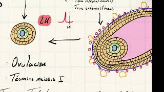 Ovogénesis y foliculogénesis parte 2 [upl. by Werdma]