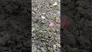 Seed Germination Processing For🌱Plants shorts shortvideo seeds 4k germination plants process [upl. by Nevaj]