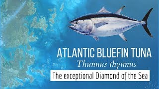 Atlantic Bluefin Tuna Thunnus thynnus  The exceptional Diamond of the Sea [upl. by Elhsa]