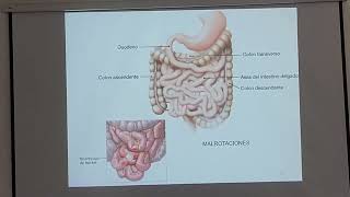 CLASE PERITONEO SISTEMA VASCULAR [upl. by Erbma]