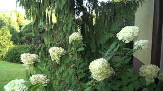 Hortensja bukietowa Limelight  Hydrangea panniculata [upl. by Loseff204]