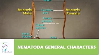 NEMATODA GENERAL CHARACTERS [upl. by Refannej683]