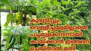 കീടബാധ ഇല്ലാതെ പച്ചമുളക് നന്നായി കായ്ക്കാൻ  mulaku Krishi in Malayalam  Green chilli krishi [upl. by Halyk]