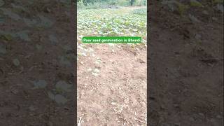 Poor seed germination in Bhendi garden gardening farming [upl. by Anairdna]