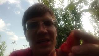 Dapple supreme pluot Review one of the best [upl. by Dinsdale]