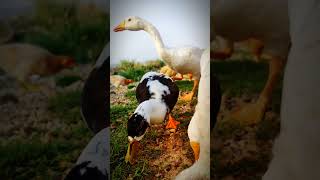 Wow Geese Goose Duck Chicken Rooster Funny Video shorts [upl. by Gladis]