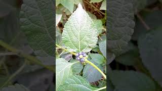 Lantana Camara Plant Seeds ❤💚💙💛 [upl. by Eliathan683]