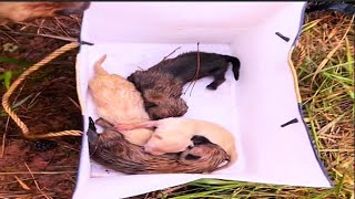 1weekold puppy thrown into cardboard box  shivering in cold wind  cries desperately for mom [upl. by Blanka809]