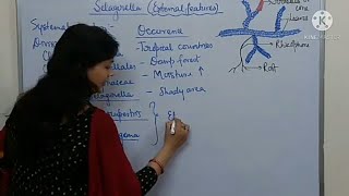 BSc Selaginella External features [upl. by Adelbert]