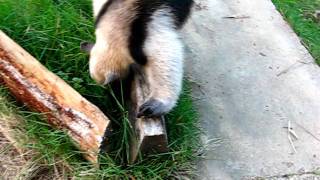 anteater eating ants [upl. by Harlene268]