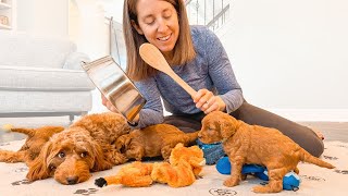 4 Week Old Goldendoodle Puppies Surprising Reaction to A Loud Noise [upl. by Venezia]