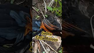 Lemak Banna shorts nature berburudihutan snipers [upl. by Airebma780]