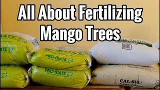 All About Fertilizing Mango Trees [upl. by Assecnirp]