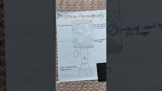 Ion exchange chromatography zoology   science chromatography zoology [upl. by Acinemod590]