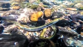 Northern Brook Lamprey Building a Redd Nest Plum Creek WI [upl. by Livvy]