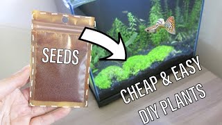 How to Grow Seeds for your Aquarium with NO Dry Start in Tank  NO Heat Easy Setup [upl. by Elman]