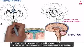 تشريح المخ Ventricular system of the brain lateral ventricles 3th ventricle and 4th ventricle [upl. by Schear]