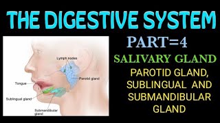 salivary gland 4 the digestive system [upl. by Lunseth]