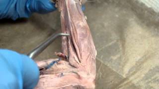 Cat Muscles Forearm Dissection [upl. by Tirrej]