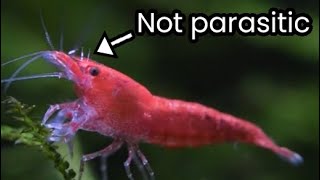 Shrimp Diseases The Truth About Scutariella japonica [upl. by Wymore]