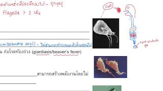 ตอนที่ 2 Supergroup Excavata และ SAR clade [upl. by Radack631]