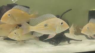 Geophagus Family [upl. by Kcirdehs]