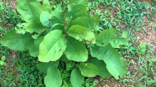 Medicinal Plant Traditionally used for Menstrual Cramp  Pankaj Oudhias Ethnobotanical Surveys1884 [upl. by Paolo]