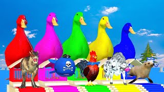 5 Giant Duck Chicken Whale Cow Dinosaur Seal Transfiguration funny animal 2023 [upl. by Ecinev225]