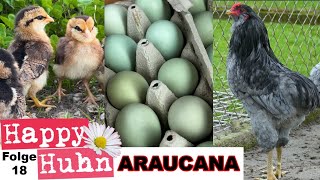 Araucana Hühner im Rasseportrait bei HAPPY HUHN E18  Eier Küken Farbschläge Zucht Geschichte [upl. by Kamilah537]