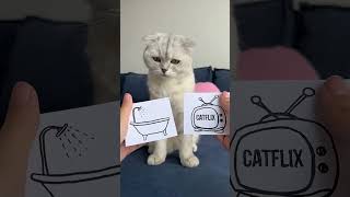 amor por gatos🥲🥲🥲 cat cats [upl. by Ettezel]