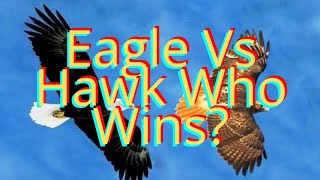 Eagle Vs Hawk Animal Fight Who Wins Epic Showdown of Strength Vs Agility [upl. by Kantos171]