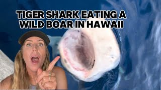 Tiger shark eating a wild boar in Hawaii [upl. by Gnuhp]