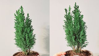 Chamaecyparis Lawsoniana or Lawson Cypress or Ellwoodii Part 001  Plant Vlog 188 [upl. by Noizneb]