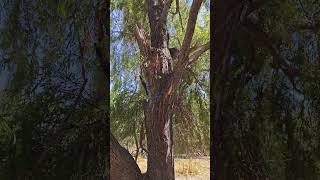 Under The Weeping Willow Tree [upl. by Ainsworth]