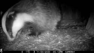 4th November 2024 Badger Sophie digging [upl. by Aelaza]