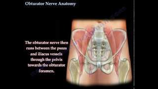 Obturator Nerve Anatomy  Everything You Need To Know  Dr Nabil Ebraheim [upl. by Atiugal]