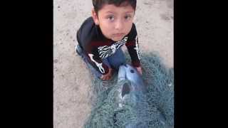 Save the Whales  Vaquita Countdown to Extinction [upl. by Tenrag]