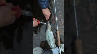 Welcome the rain wildernessfloat migratorybrowntrout flyfishingguide [upl. by Martineau112]