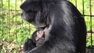 Ashley the Siamang amp Baby [upl. by Amitak]