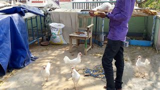 Chicken Breeds  White Leghorn Chickens [upl. by Arobed66]