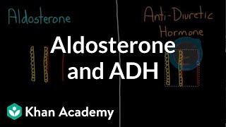 Aldosterone and ADH  Renal system physiology  NCLEXRN  Khan Academy [upl. by Inalial]