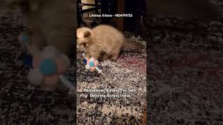 Himalayan Cat Kittens For Sale Mumbai himalayancat bangalore persiancat pune siamese gurgaon [upl. by Ilamad845]