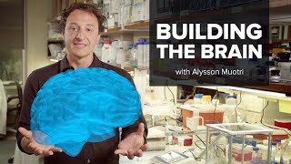 Building The Brain With Alysson Muotri [upl. by Elstan]