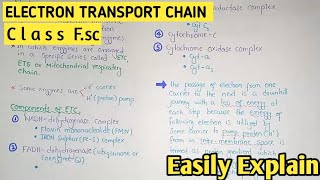 Electron Transport Chain  Mitochondrial Respiratory Chain  Class 11 Biology [upl. by Austin]