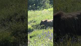 Grizzly bear digging for grub animals [upl. by Rina34]