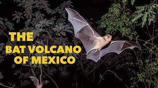 The Bat Volcano of Calakmul Mexico [upl. by Einitsed]